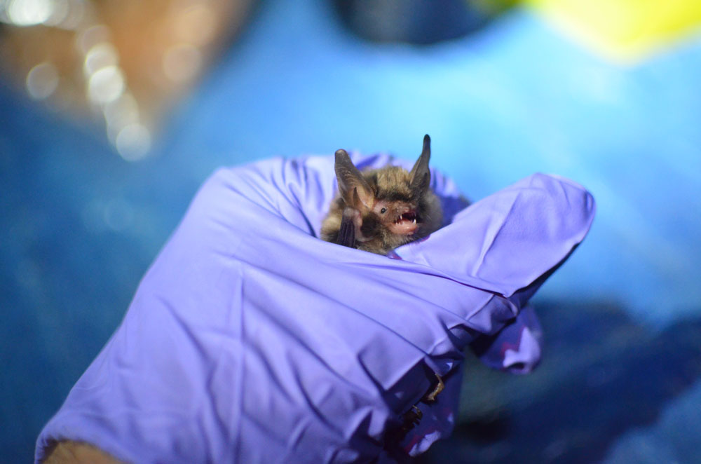 Bat Research at Illinois College Illinois College
