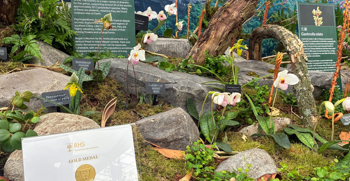 Chelsea Flower Show gold medal certificate in front of winning display