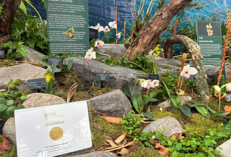 Chelsea Flower Show gold medal certificate in front of winning display