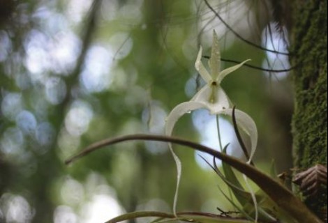 sutton orchid