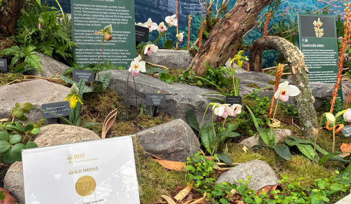 Chelsea Flower Show gold medal certificate in front of winning display