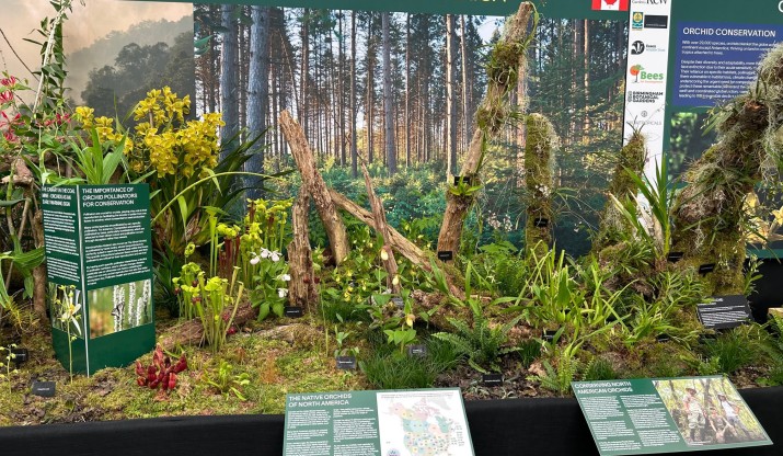 North American orchid display
